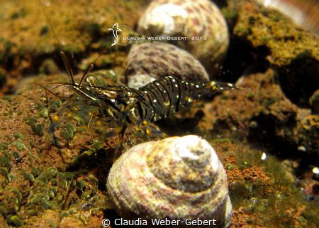 rockpool shrimp
El Hierro - Canary Islands by Claudia Weber-Gebert 