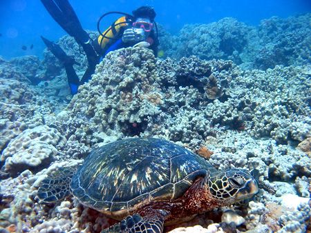 Diver in the background is photographing a hawkfish while... by Todd Meadows 