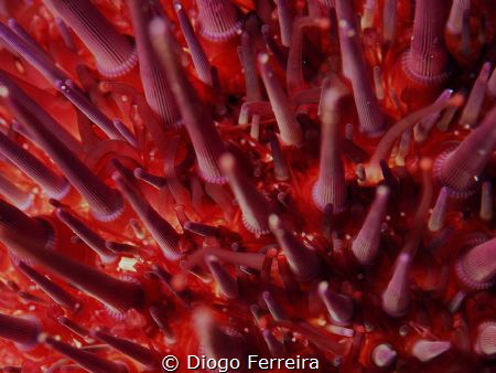 "My name is Zatarra. I may be harsh on the out side and n... by Diogo Ferreira 