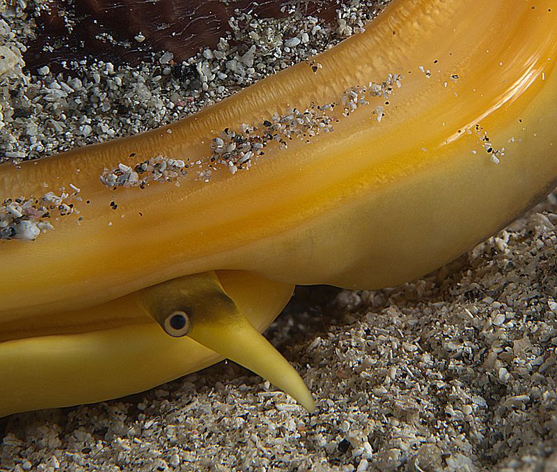 conch eye by Chris Krambeck 