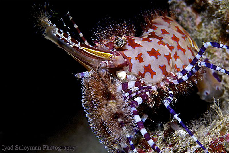 "Exotic king" (Marble Shrimp) - Sequel
This time I took ... by Iyad Suleyman 