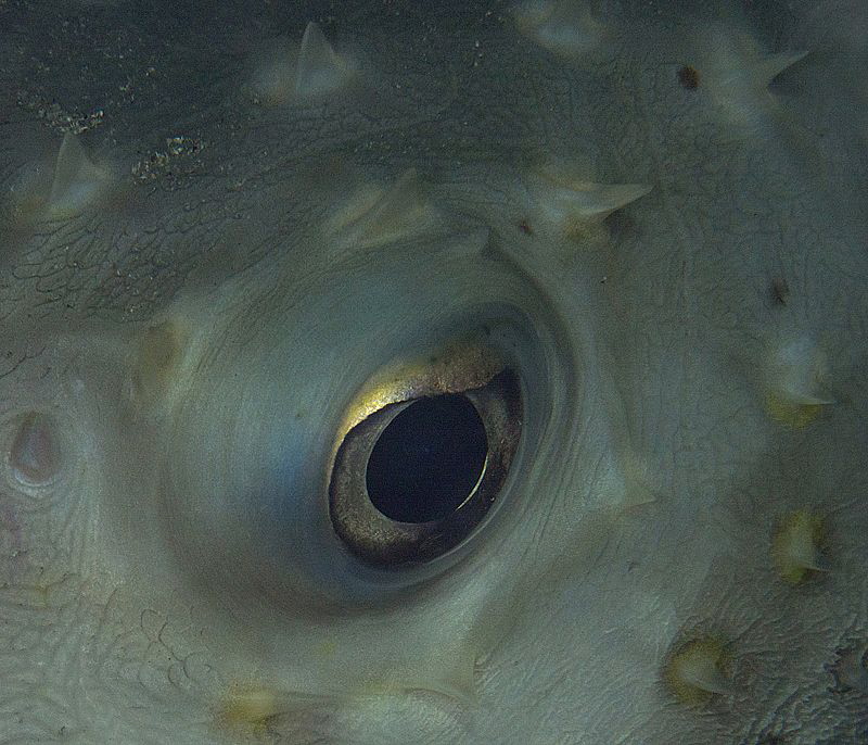 porcupine fish sleeping with eye open by Chris Krambeck 