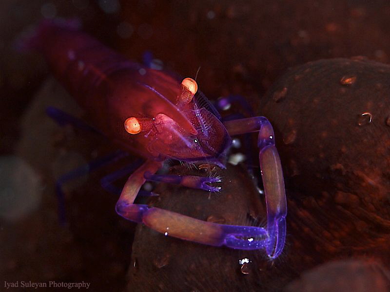 Emperor shrimp by Iyad Suleyman 