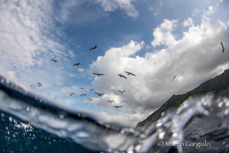 Birds & waves by Marco Gargiulo 