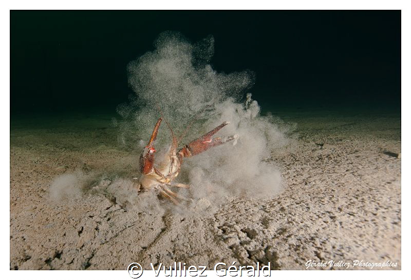 Crawfish in cold water. Little Lake in Switzerland by Vulliez Gérald 