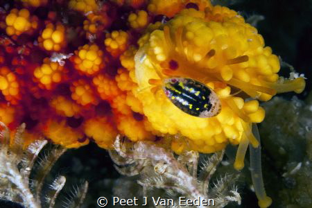 Isopod cleaning some of the tube feet of a starfish's arm by Peet J Van Eeden 