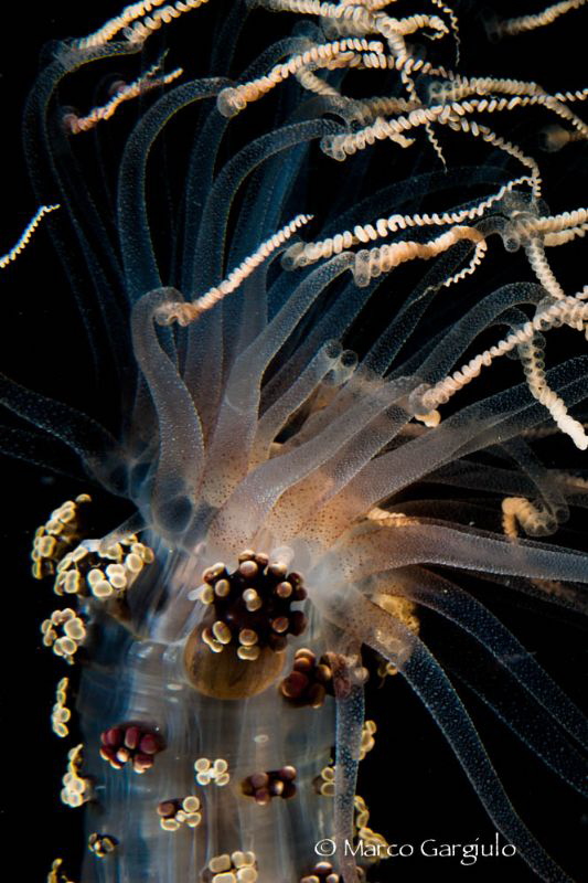 Alicia mirabilis by Marco Gargiulo 