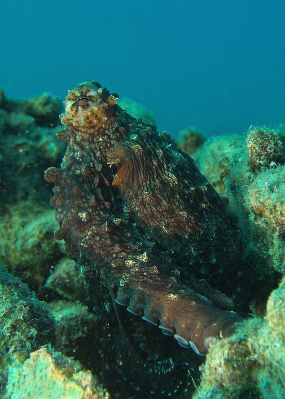 octopus by Chris Krambeck 