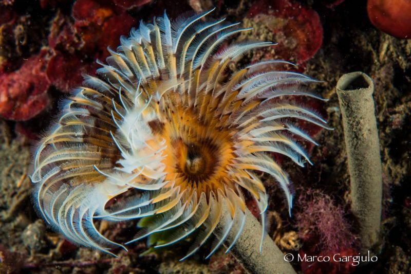 Bispira volutacornis by Marco Gargiulo 