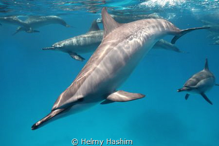 Red Sea, egypt by Helmy Hashim 