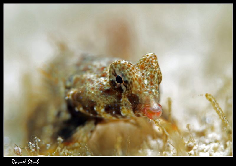 Close-up of a dragonet :-D by Daniel Strub 