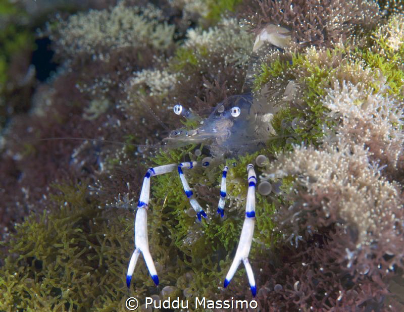 nikon d 800 e ,105 micro,lembeh strait by Puddu Massimo 