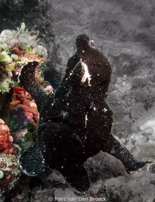 black frogfish in colors by Marc Van Den Broeck 
