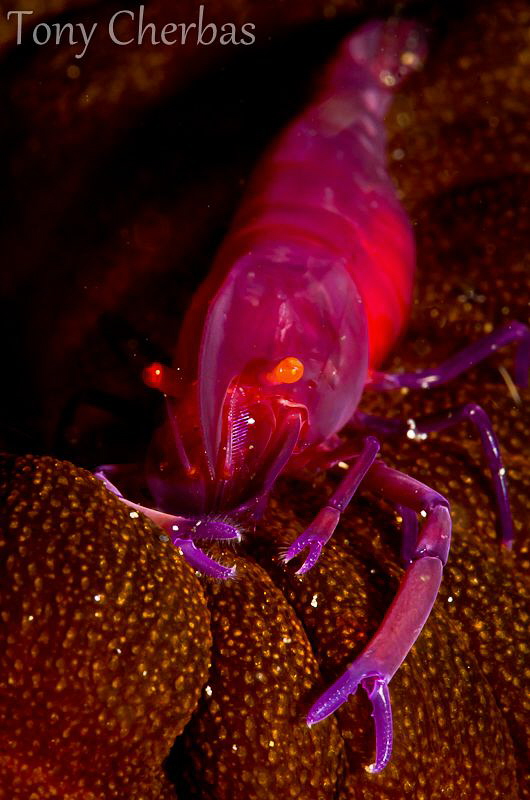 Purple Laze by Tony Cherbas 