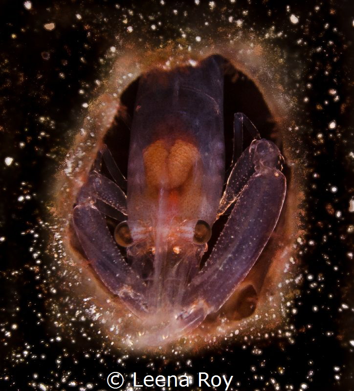 Alien in time capsule hurtling to earth! by Leena Roy 