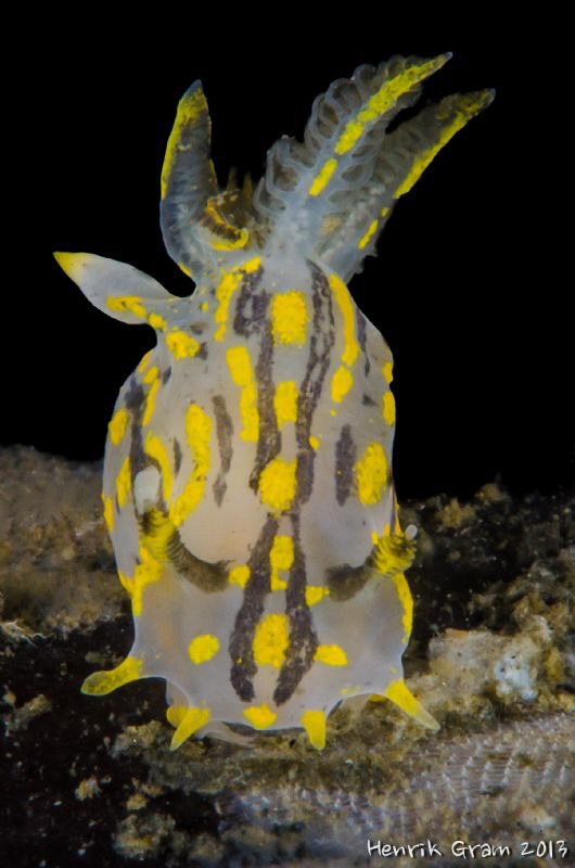 Chromodoris by Henrik Gram Rasmussen 