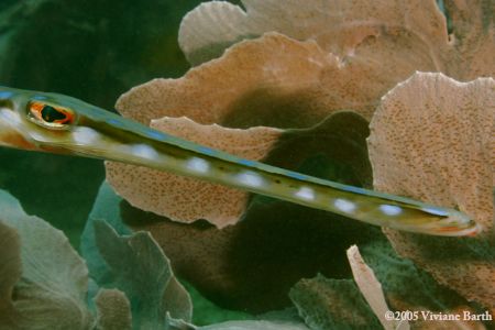 Trumpet fish. Taken in Arraial do Cabo, Brazil. by Viviane Barth 