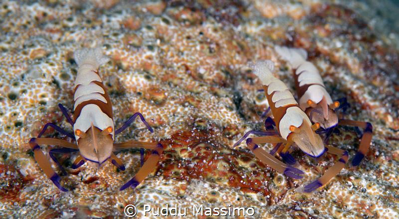 nikon d800e 105 micro Lembeh strait by Puddu Massimo 