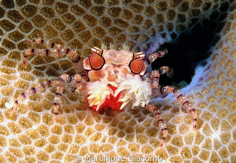 Pom pon crab
Nikon D800 E , 105 macro
Gangga island by Marchione Giacomo 