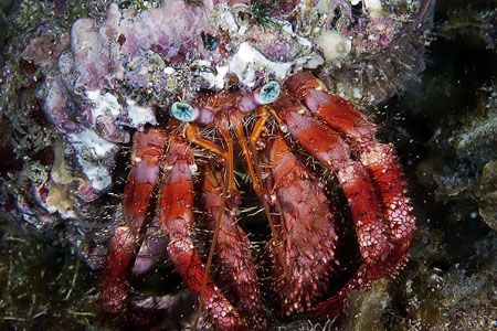 Blue eyes Crab by Fabio Amorim 