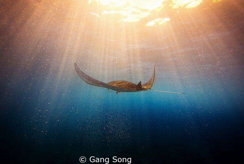 enjoying golden bubble bath by Gang Song 