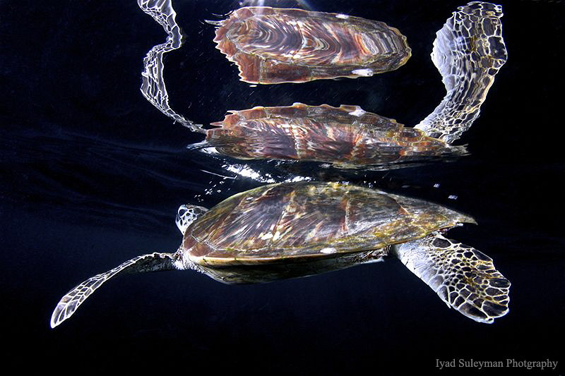 Turtle with magic reflection by Iyad Suleyman 