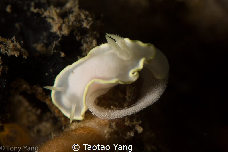 white nudi by Taotao Yang 