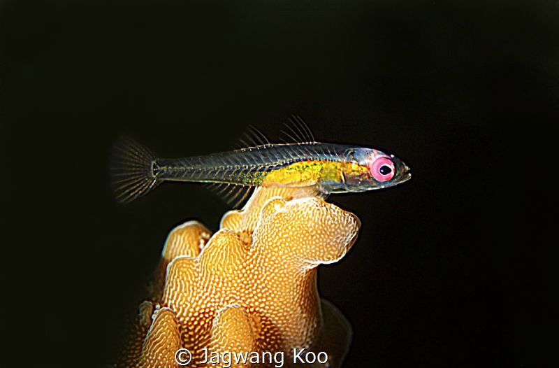 Red-eye Goby by Jagwang Koo 