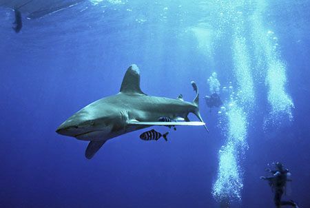 longimanus at elphinstone reef red sea Nik-RS
subtronic ... by Manfred Bail 