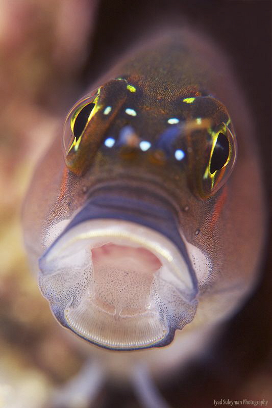 Blenny from UAE (No crop!) by Iyad Suleyman 