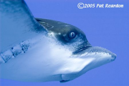 Spotted Eagle Ray, Nikon D100, No strobe by Patrick Reardon 