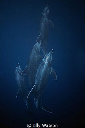 Socorro
Canon 5D MkII, Canon 17-40mm
Ikelite Housing, 2... by Billy Watson 