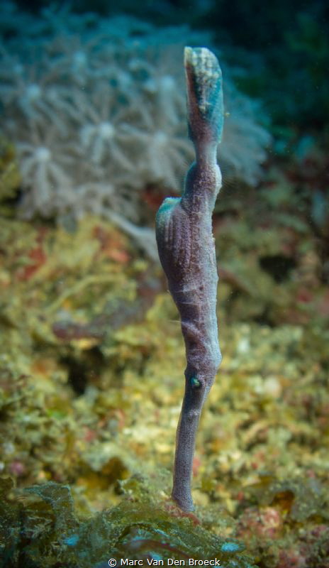 like a stick by Marc Van Den Broeck 