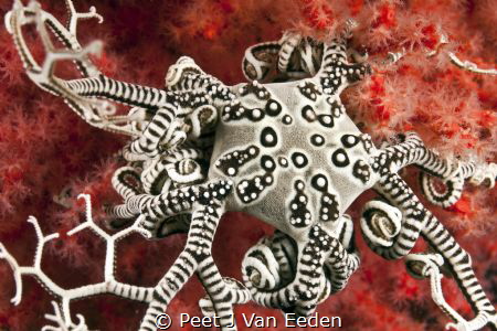 Baby basket star by Peet J Van Eeden 