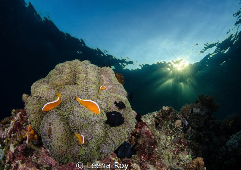 under dappled light by Leena Roy 