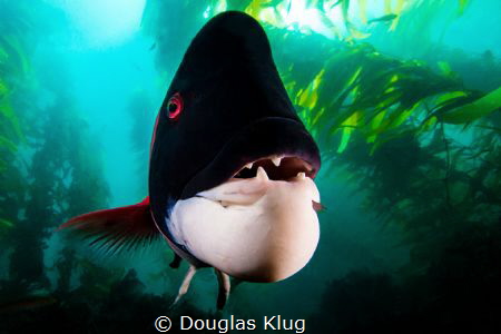 Hey buddy, know a good dentist? This massive California s... by Douglas Klug 