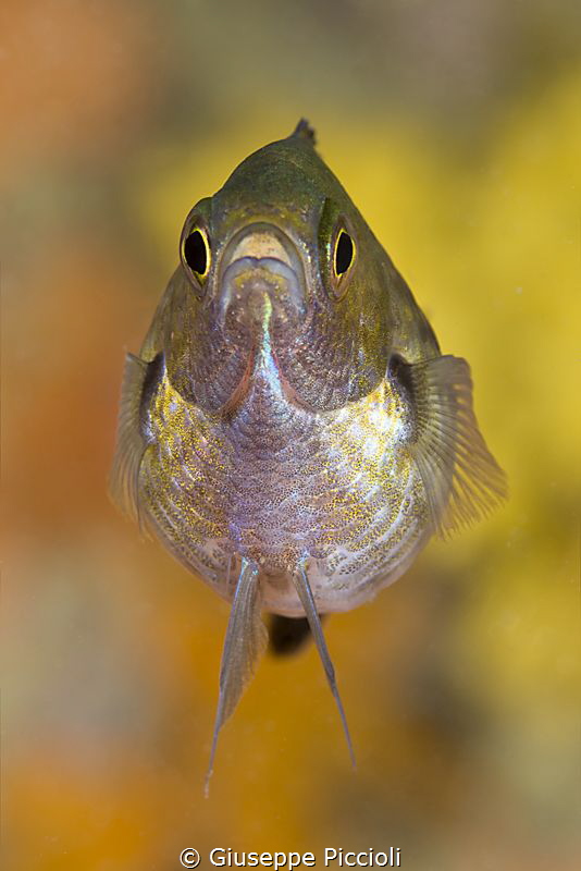 Astonished/ Chromys chromys found in a cave by Giuseppe Piccioli 