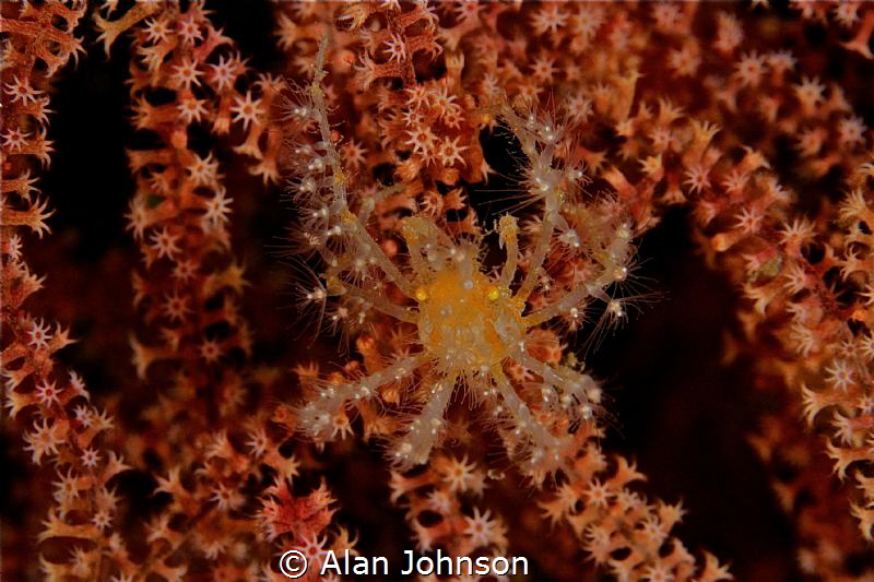 naxioides sp by Alan Johnson 