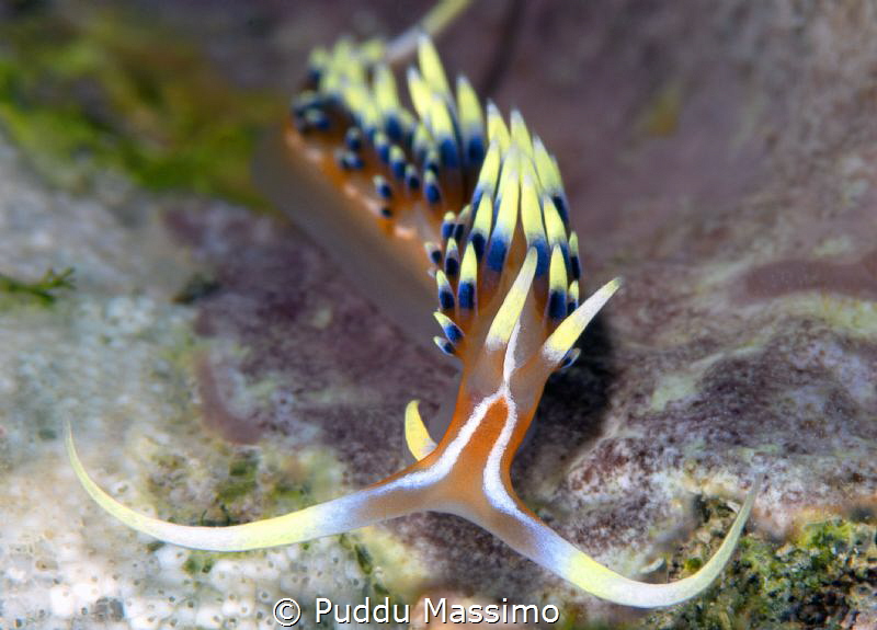 nikon d800e,105 micro,Gangga island by Puddu Massimo 