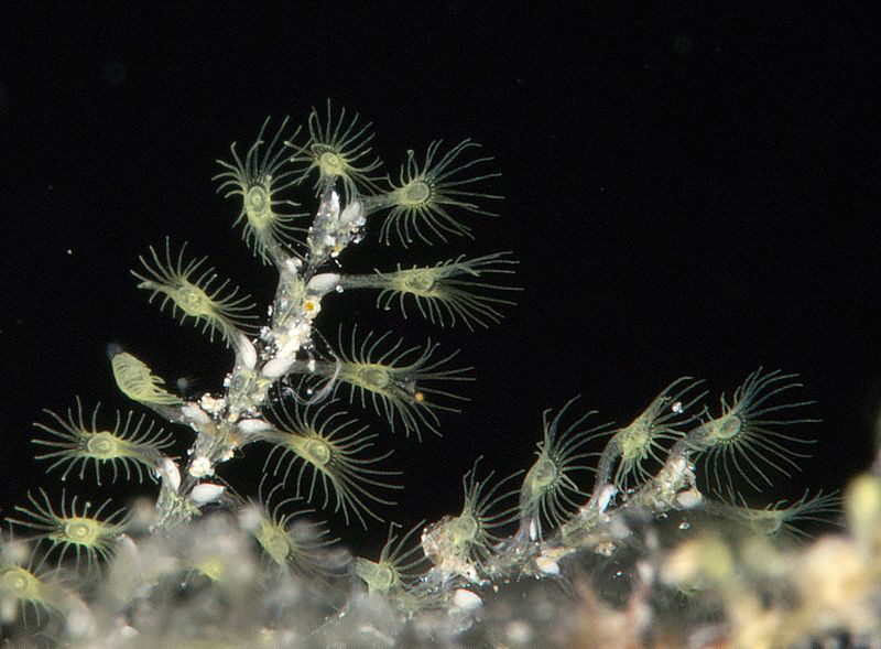 Hydrozoa by Chris Krambeck 