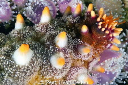 Thorns amongst the roses by Peet J Van Eeden 