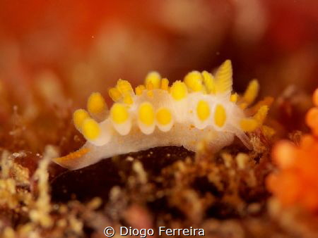 "Don't pick on me I'm a hard core spiny jyu jitsu master!... by Diogo Ferreira 