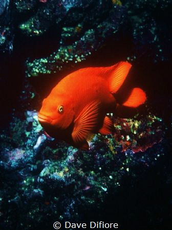 Catalina Island Garibaldi California State Fish by Dave Difiore 