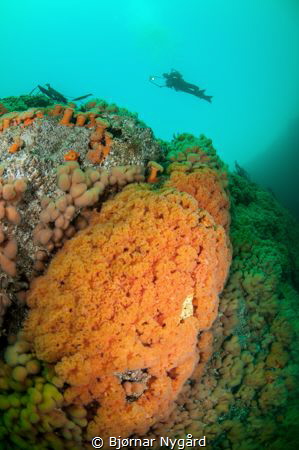 Diver above a wall of soft corals by Bjørnar Nygård 