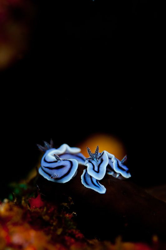 Nudibranch Sundowner by Sharon English 