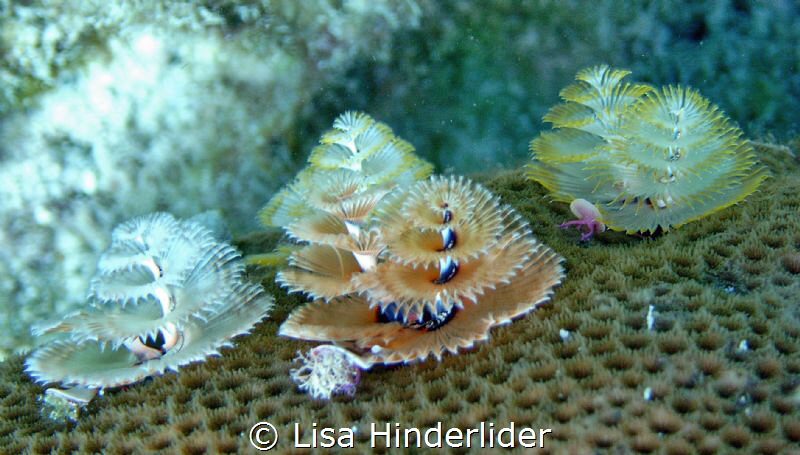 It's beginning to look a lot like Christmas! by Lisa Hinderlider 