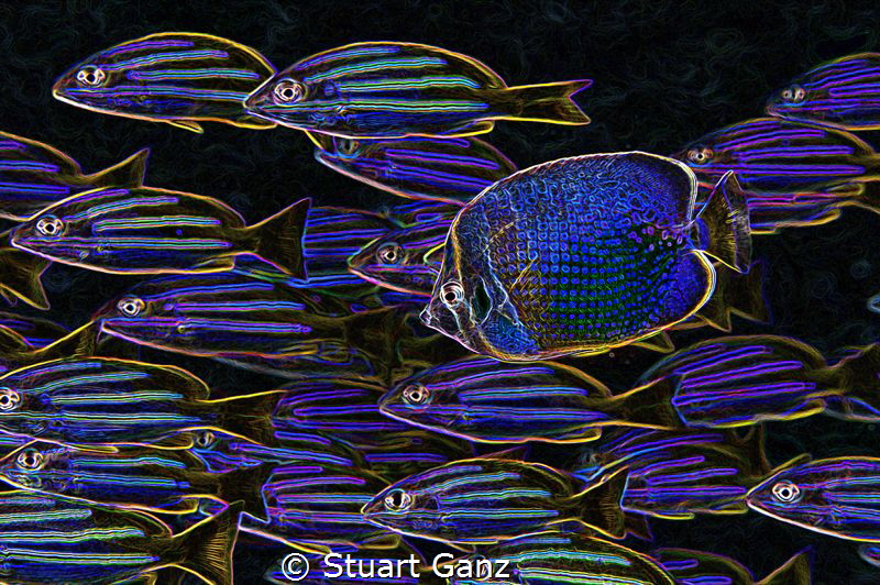Neon Hawaiian snappers by Stuart Ganz 