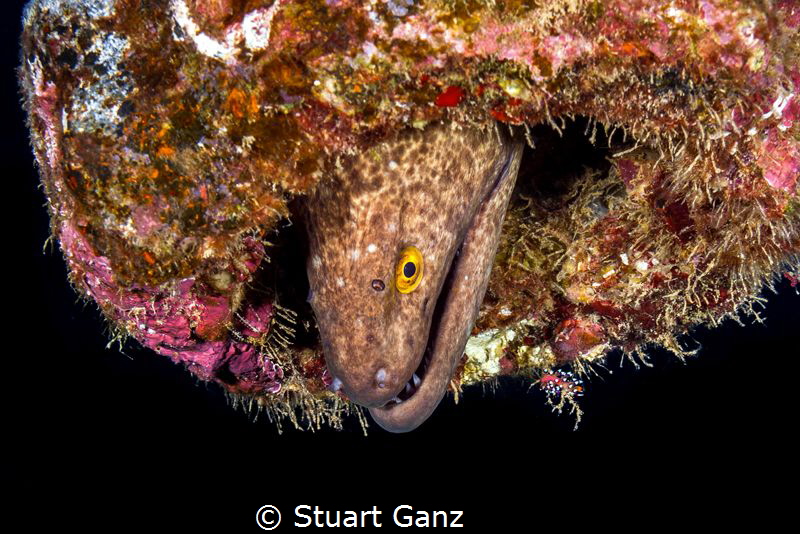 Yellow Margin Moray hanging out in the Mahi shipwreck. by Stuart Ganz 