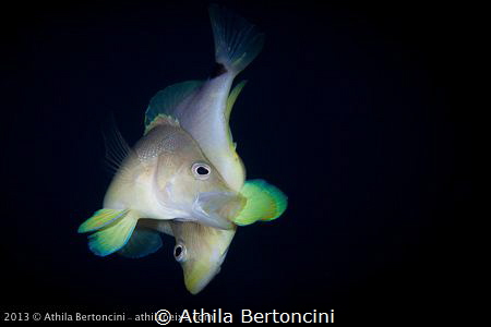 Spawning butter hamlets in Bonaire. by Athila Bertoncini 