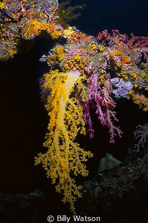 Coral Waterfall.  King-posts, Sankisan Maru.
Canon 30D, ... by Billy Watson 